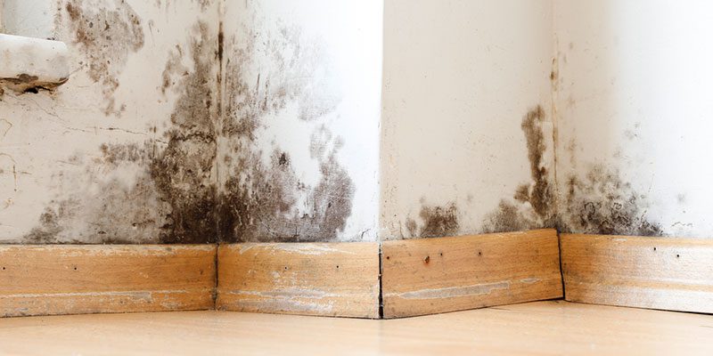 The Roots of Rot: Water Intrusion and Its Costly Effects